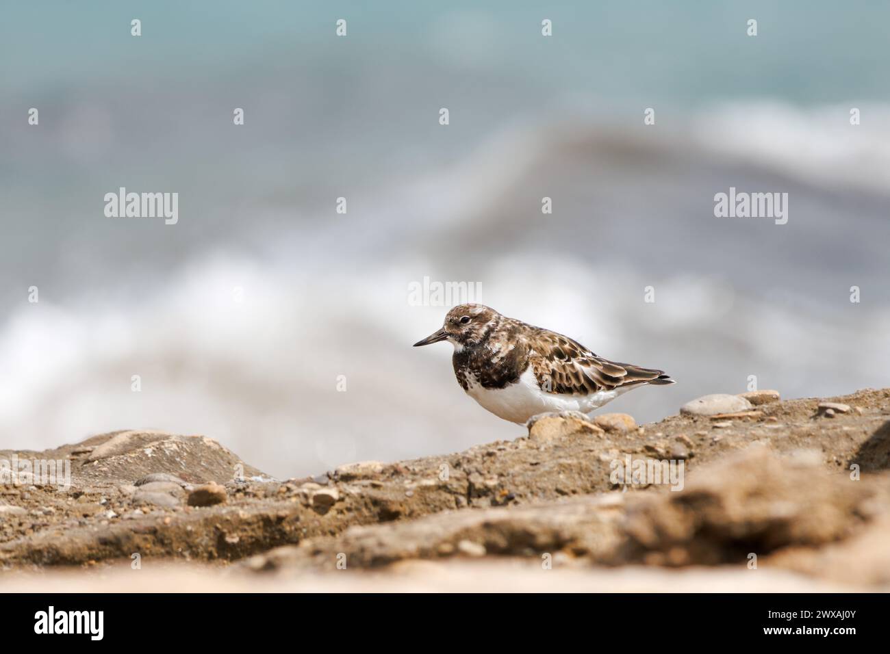 Turnstone, Arenaria Interpres, thront auf Fels- und Wellenbokeh am Swell Day im geschützten Gebiet des Agua Amarga Salzflachstrandes, Alicante, Spanien Stockfoto