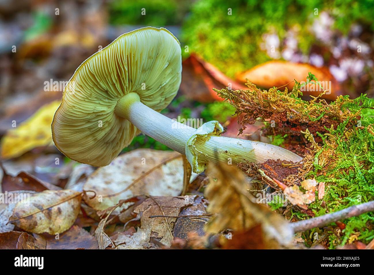 Ein Pilz an einem Herbsttag in Pennsylvania Stockfoto