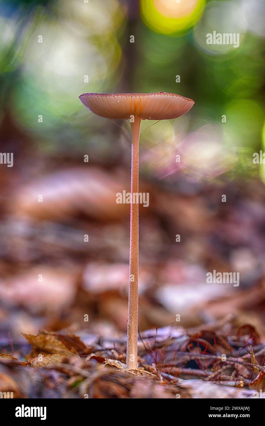 Ein Pilz an einem Herbsttag in Pennsylvania Stockfoto
