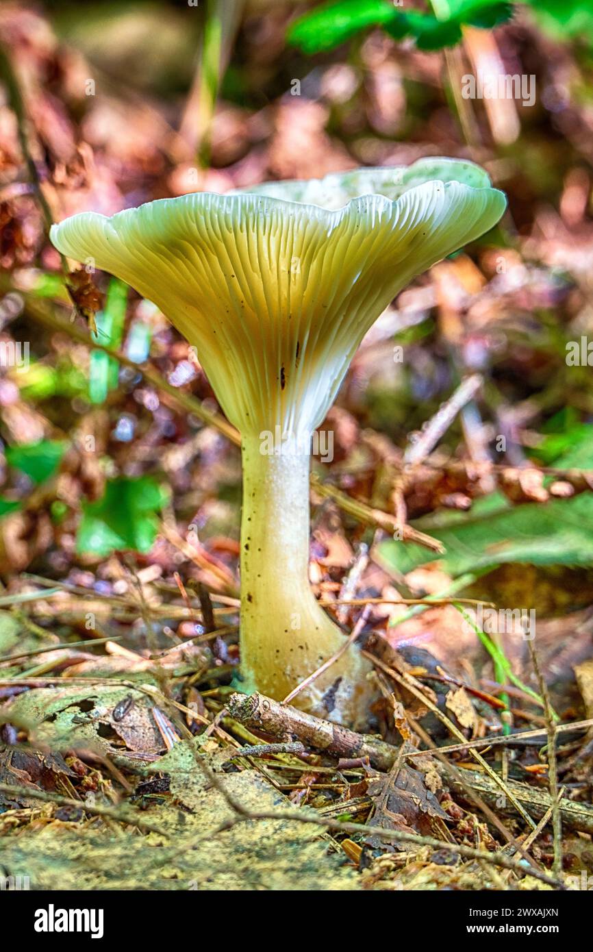 Ein Pilz an einem Herbsttag in Pennsylvania Stockfoto