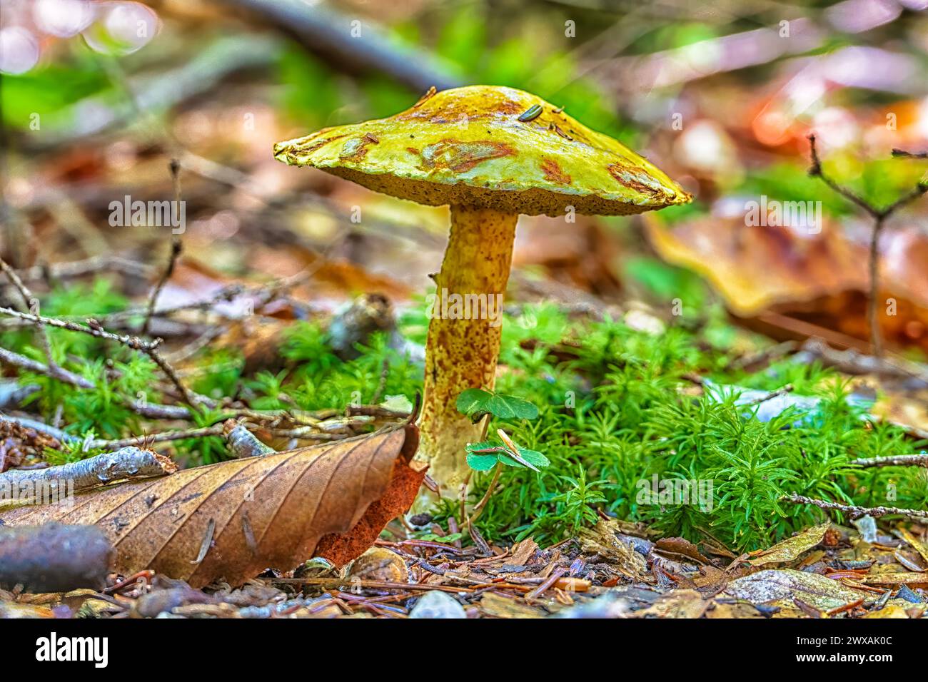 Ein Pilz an einem Herbsttag in Pennsylvania Stockfoto