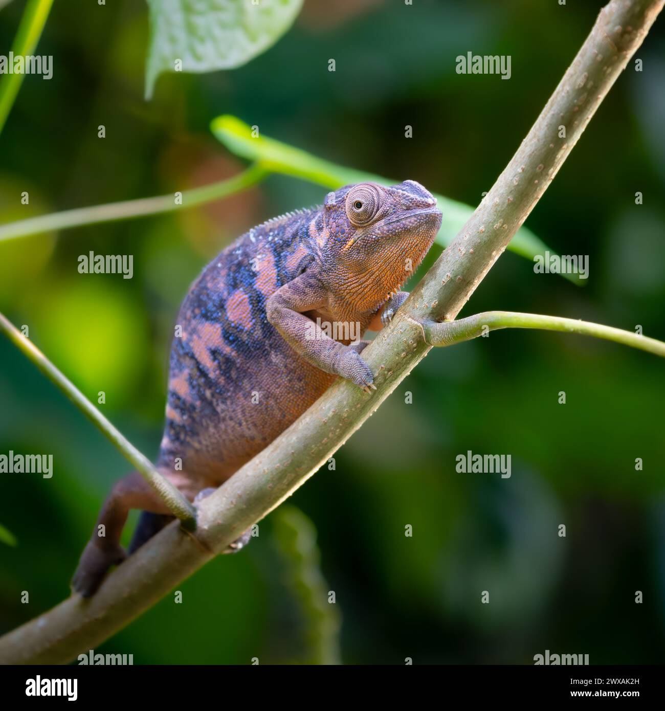 Panther Chamäleon auf einem Ast, weiblich Stockfoto