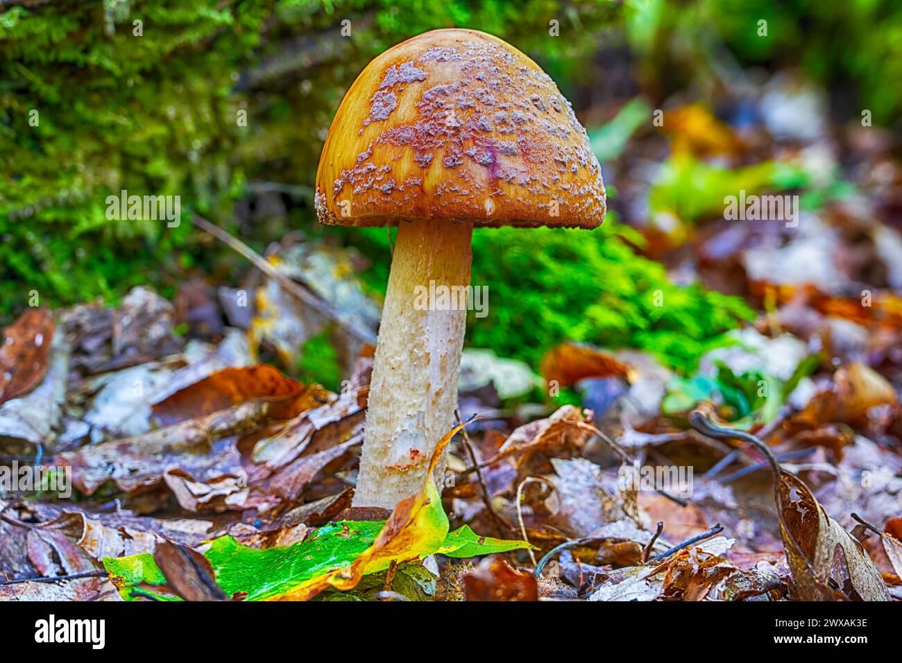 Ein Pilz an einem Herbsttag in Pennsylvania Stockfoto