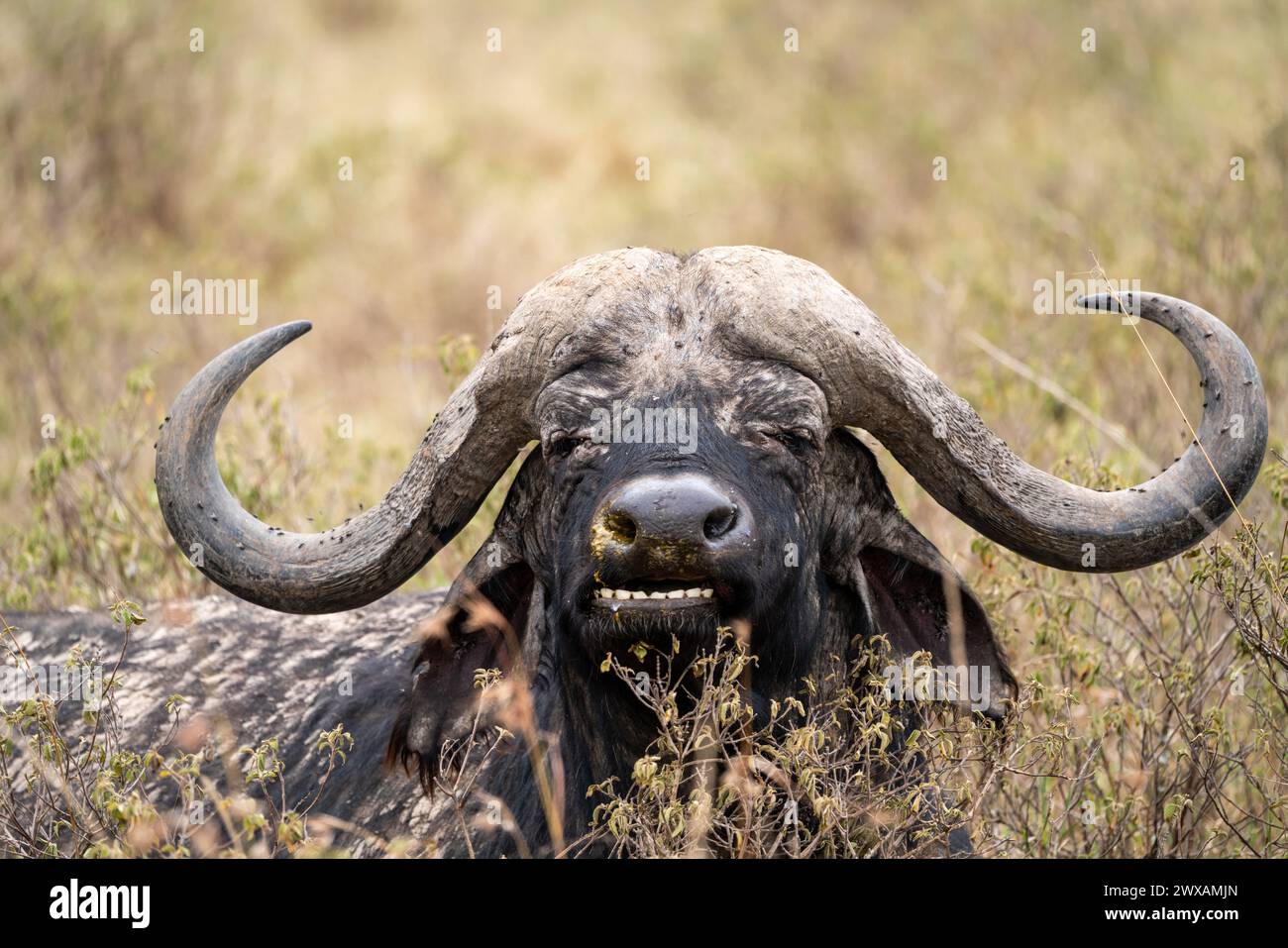 Afrikanischer Büffel in der kenianischen Savanne Stockfoto