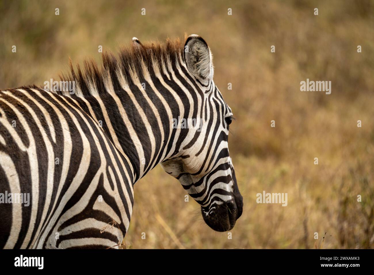 Zebra in Kenia Masai Mara und Amboseli Reserve Stockfoto