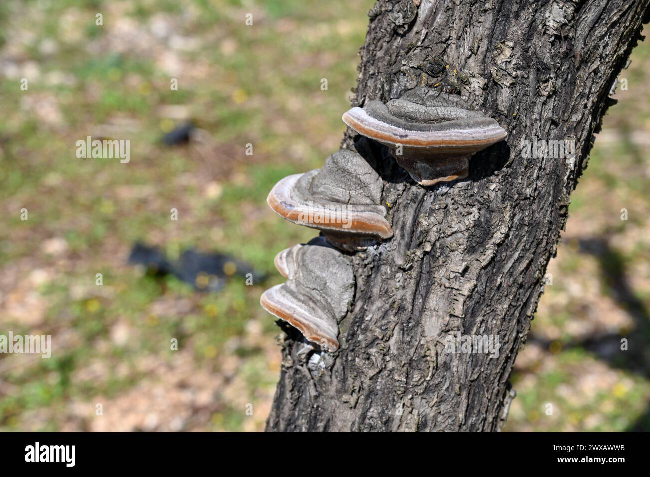 Pilze wachsen auf Bäumen. Pilzschädling auf einem Baum in einem Obstgarten. Pflanzenkrankheit. Parasiten auf Rinde. Stockfoto