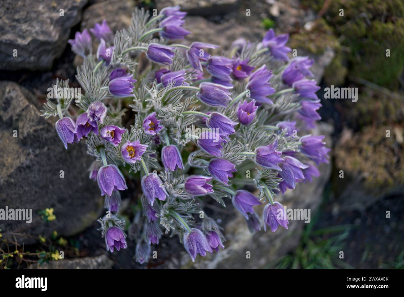 Pasque Blumen Pulsatilla halleri Stockfoto