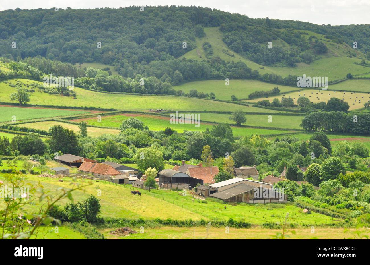 Eine Somerset Farm liegt an einem sonnigen Sommertag unter den Polden Hills am Rande des Dorfes Compton Dundon. Stockfoto