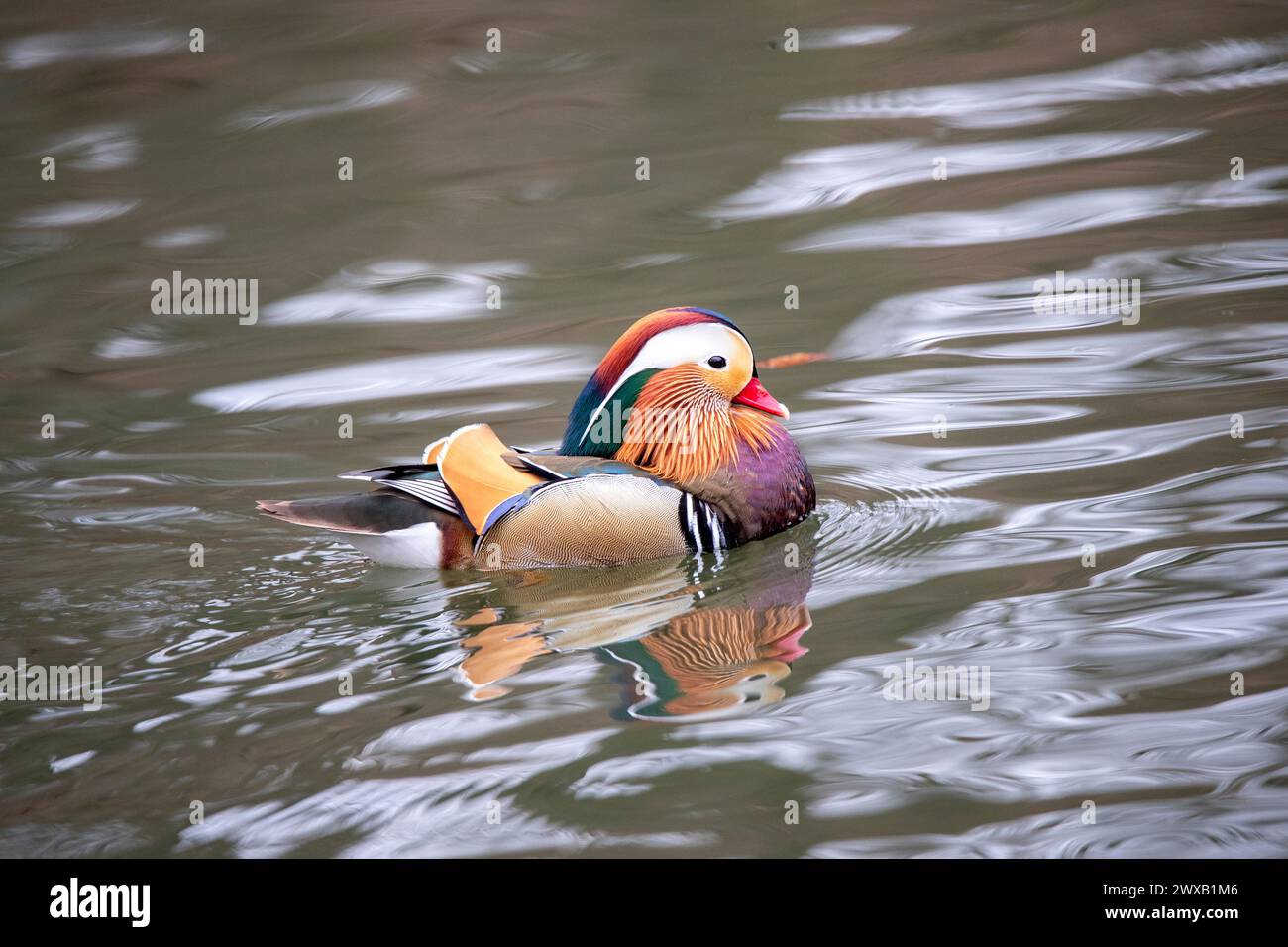 Eine Großaufnahme einer Mandarinente in einem Teich Stockfoto