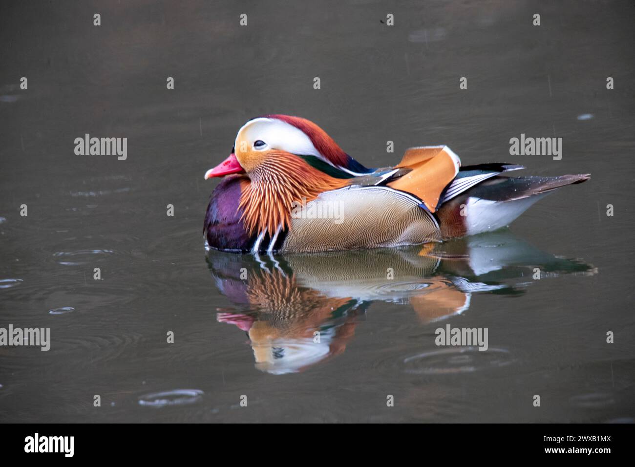Eine Großaufnahme einer Mandarinente in einem Teich Stockfoto