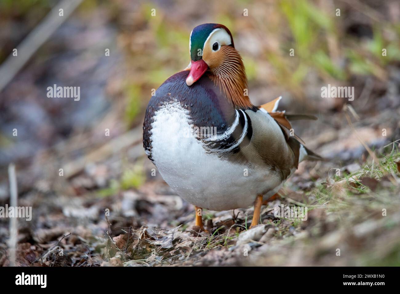 Eine Großaufnahme einer Mandarinente, die auf dem Boden steht Stockfoto