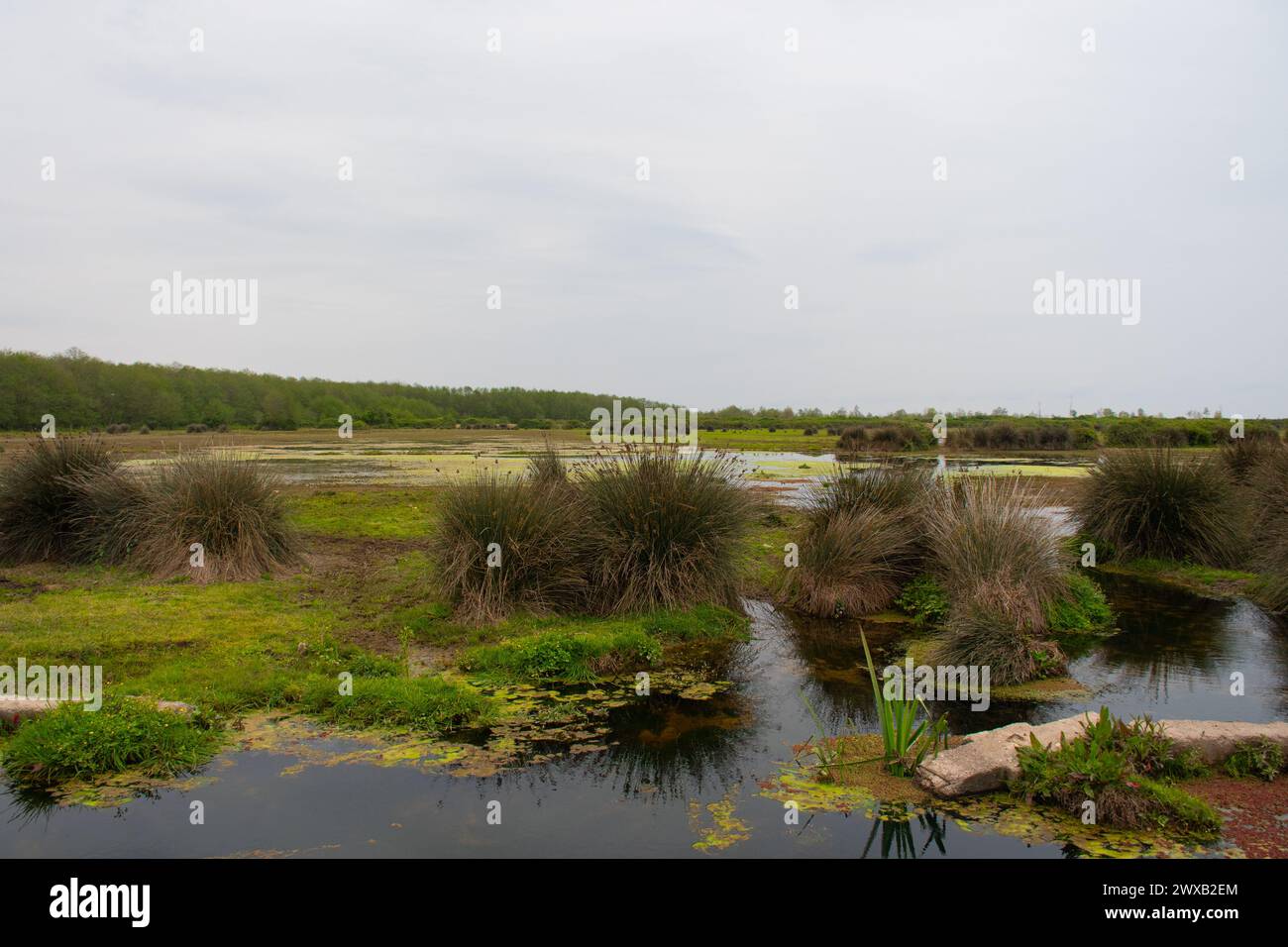 Ein ruhiger Tag in der Natur des Sees Rasht, Provinz Gilan, Iran Stockfoto