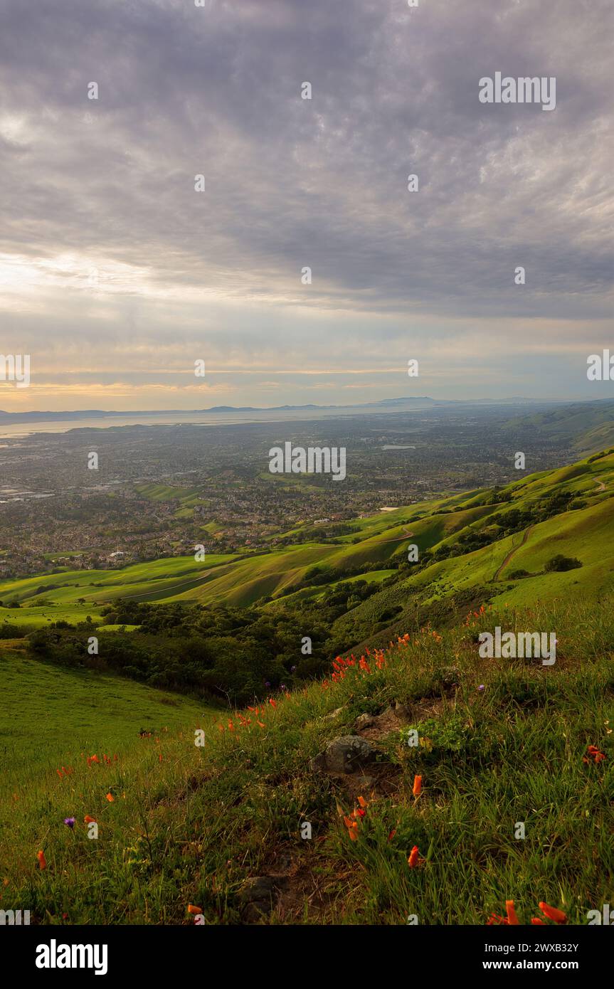 Silicon Valley mit Blick auf die blühenden California Poppies über Mission Peak Regional Preserve, Alameda County, Kalifornien. Stockfoto