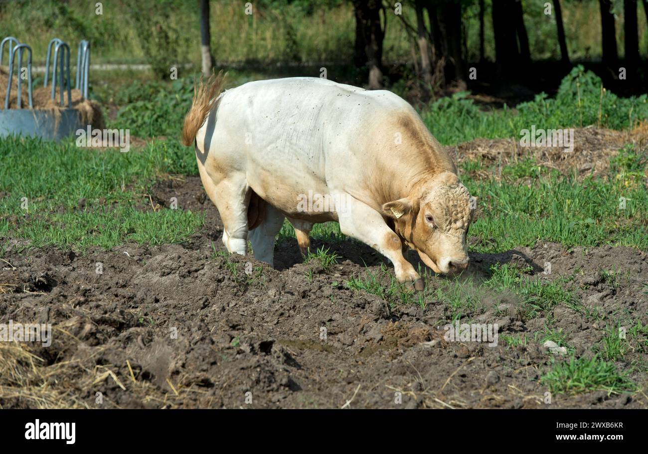 Aggressiver Charolais Bulle in Angriffshaltung, Laszlomajor Meierhof, Sarrod, Fertö-Hansag Nationalpark, Ungarn *** aggressiver Charolais Bulle in attac Stockfoto