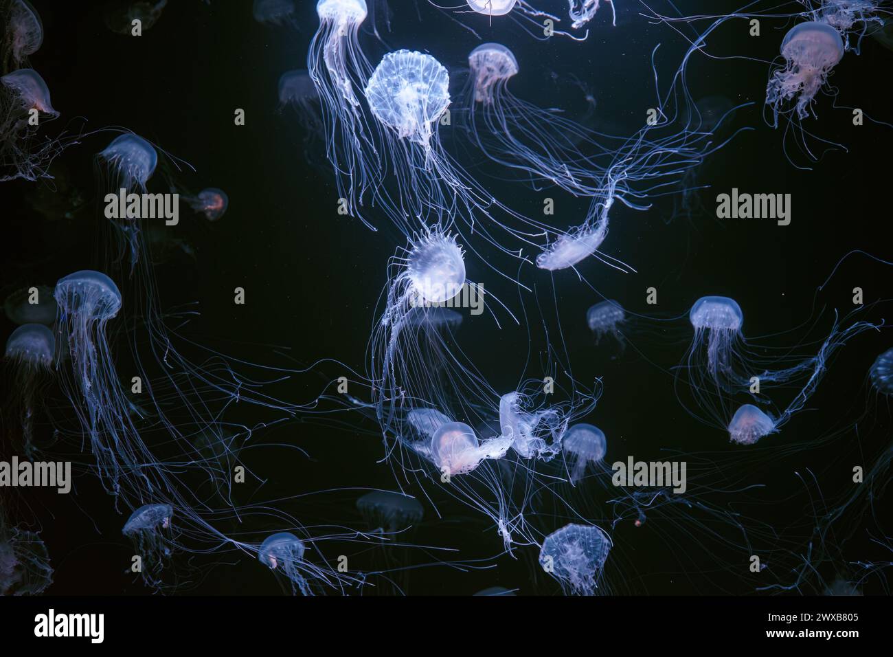 Brennnessel im Atlantik, Chrysaora quinquecirrha, Ostkostennessel. Gruppe fluoreszierender Quallen, die im beleuchteten Aquarium schwimmen. Theriologie, Biodi Stockfoto