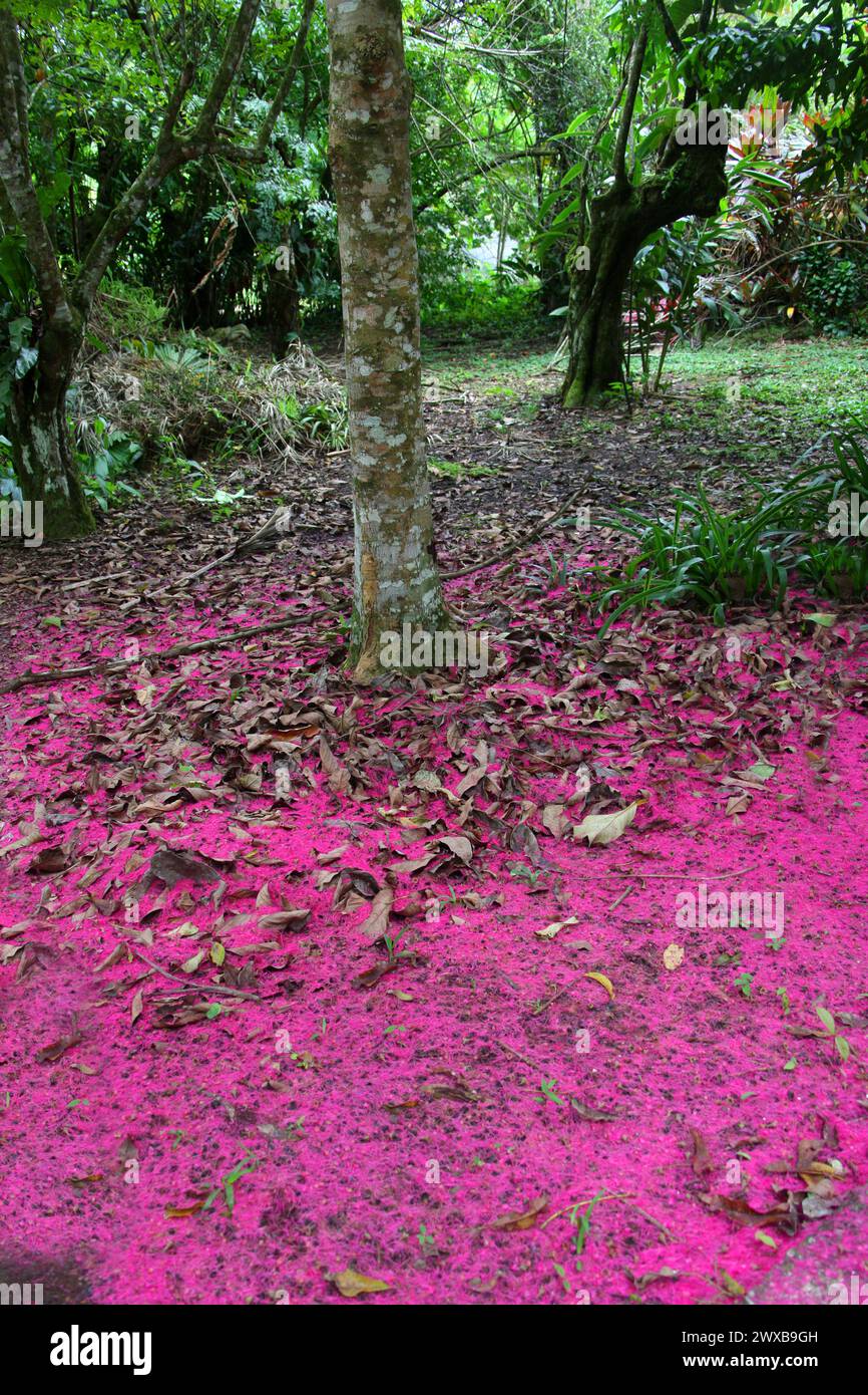 Blüten des Malaiischen Apfels oder Rosenapfels, Syzygium malaccense (malacensis), Myrtaceae. Costa Rica. Syzygium malaccense ist eine Art blühender Baum. Stockfoto