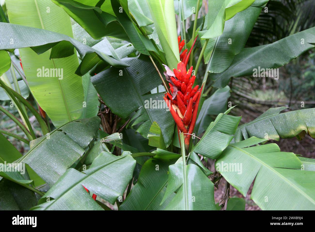 Scharlachrote Banane oder rotblühende Banane, Heliconia, Musa coccinea, Musaceae. Costa Rica. Stockfoto
