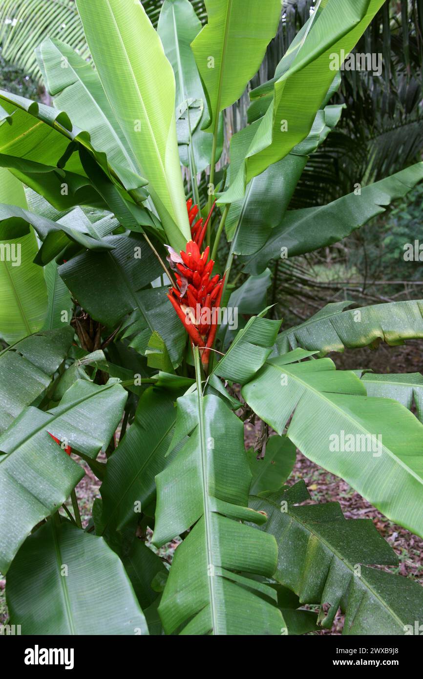 Scharlachrote Banane oder rotblühende Banane, Heliconia, Musa coccinea, Musaceae. Costa Rica. Stockfoto