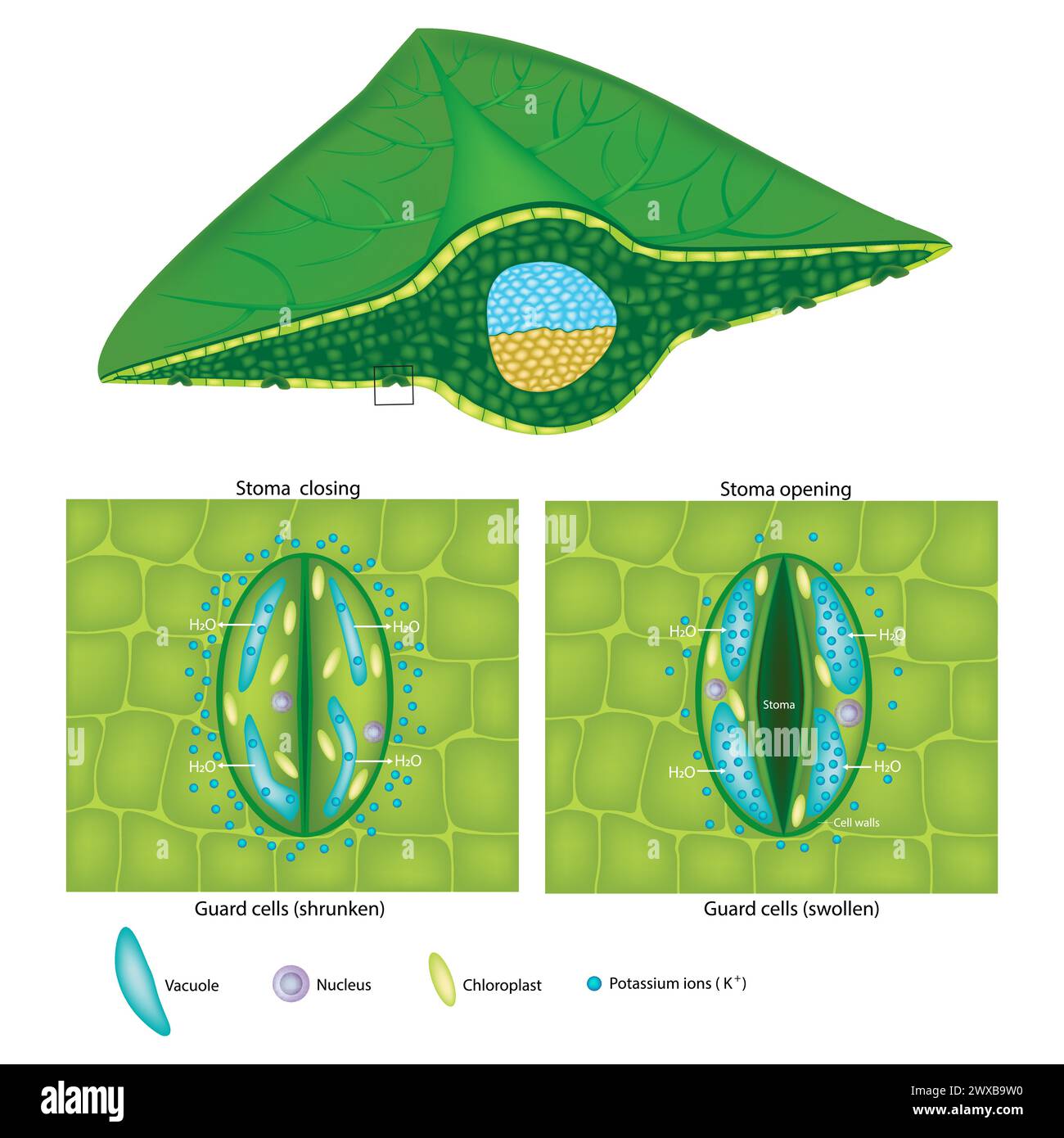 Die Vorzellen sind geschwollen und die Vorzellen sind geschrumpft. Stomaverschluss und Stomaöffnung. Stock Vektor
