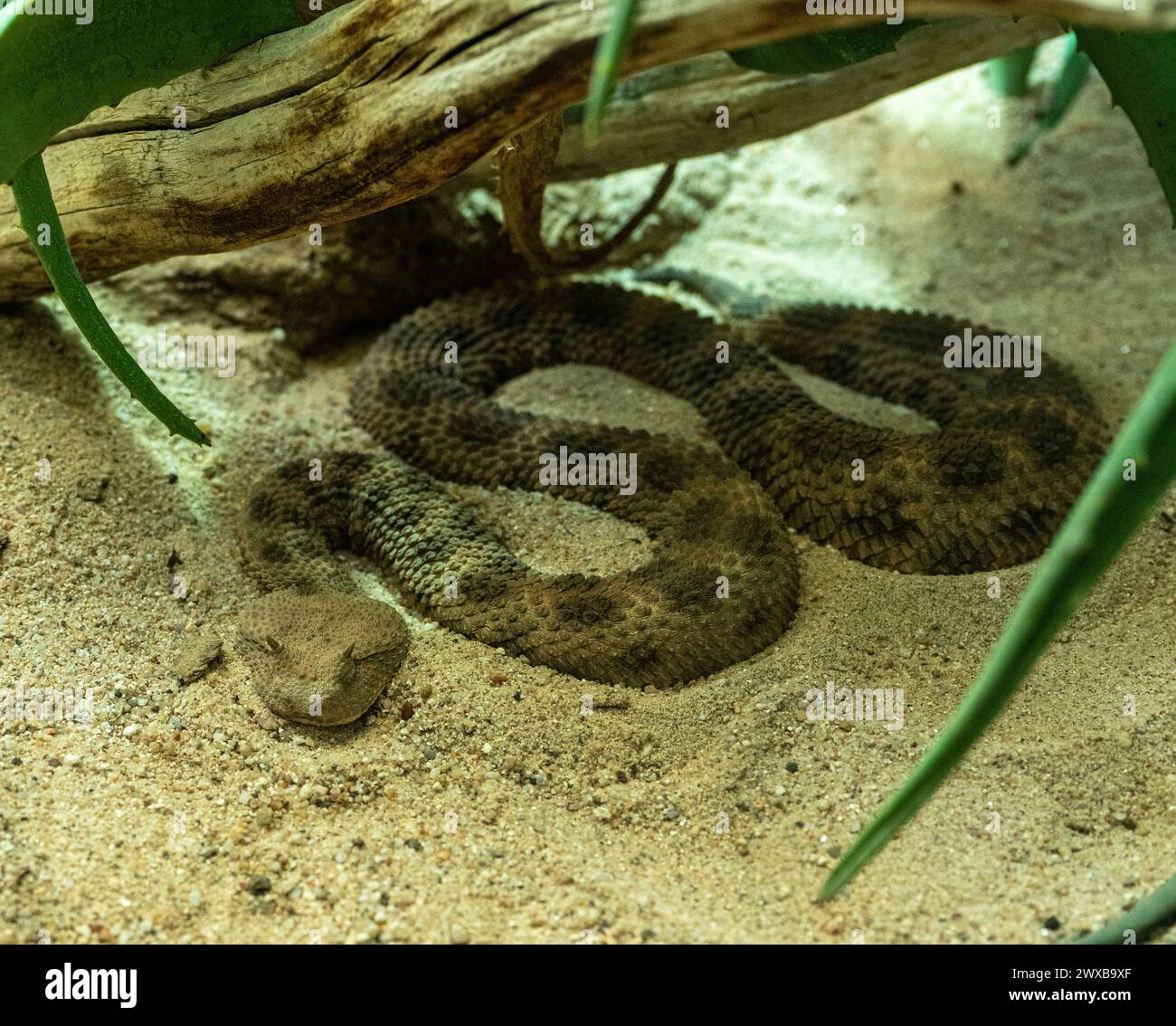 Gehörnte Viper, langnasige Viper oder gewöhnlicher Sandadder (Vipera ammodytes) Stockfoto