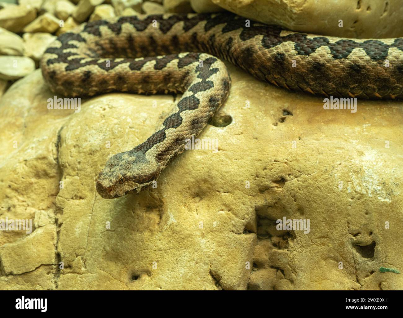 Gehörnte Viper, langnasige Viper oder gewöhnlicher Sandadder (Vipera ammodytes) Stockfoto