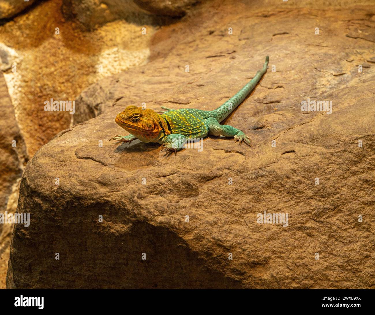 Eidechse (Crotaphytis-collaris) auf einem Felsen. Stockfoto