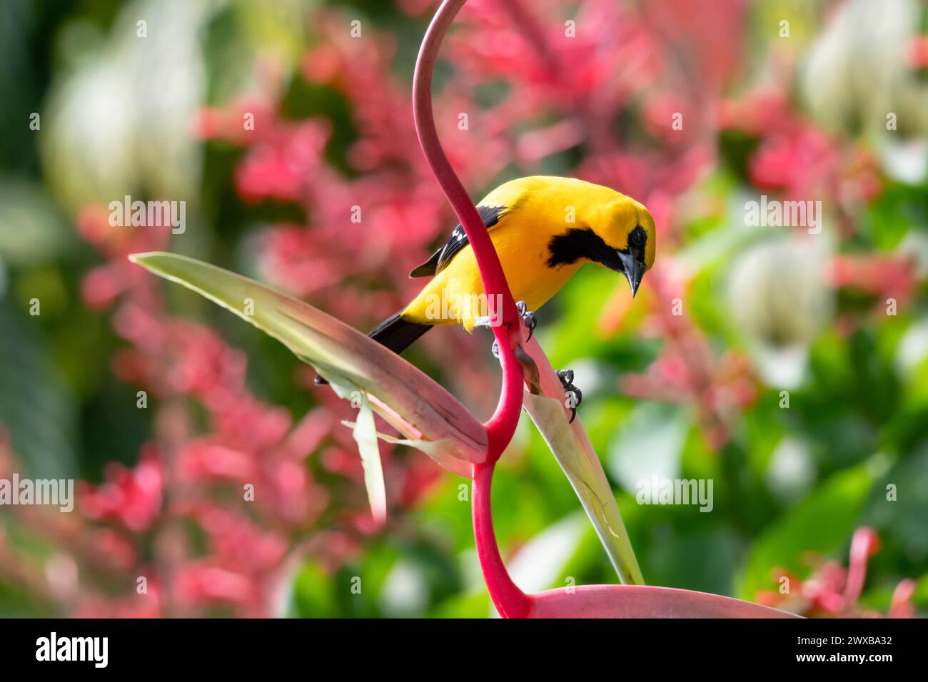 Farbenfrohes Foto einer gelben Oriole, die auf einer exotischen Sexy Pink Heliconia-Blume in einem tropischen Garten thront Stockfoto