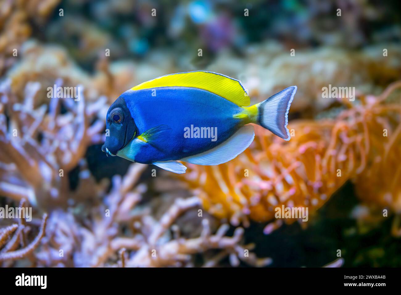 Powderblue Surgeonfish, Acanthurus leucosternon / Weißkehl-Doktorfisch Stockfoto