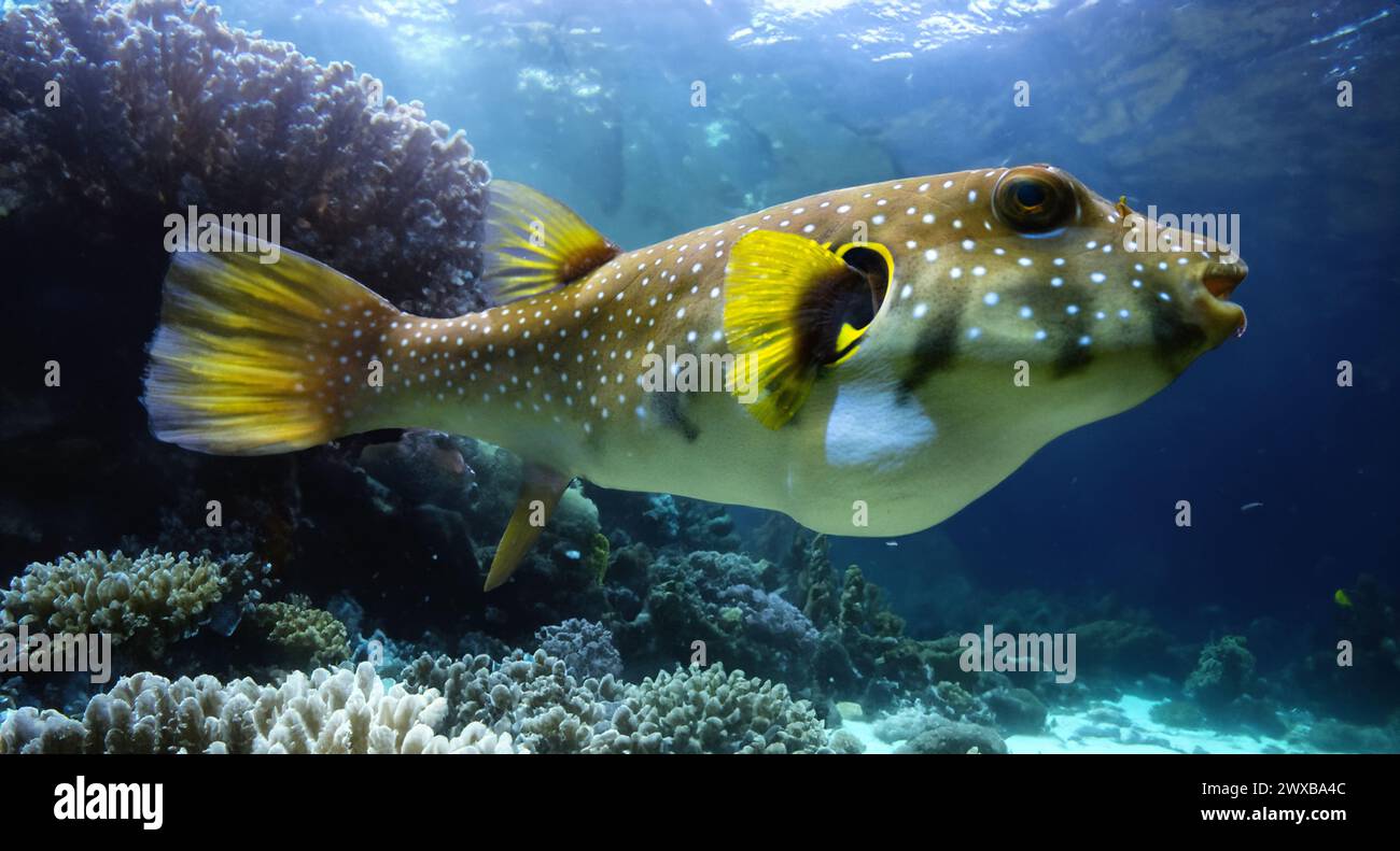 Weißfleckenpuffer, Weißtopf oder Stripedbelly Blowfish (Arothron hispidus). Seine Verbreitung erstreckt sich über den indopazifischen Raum Stockfoto