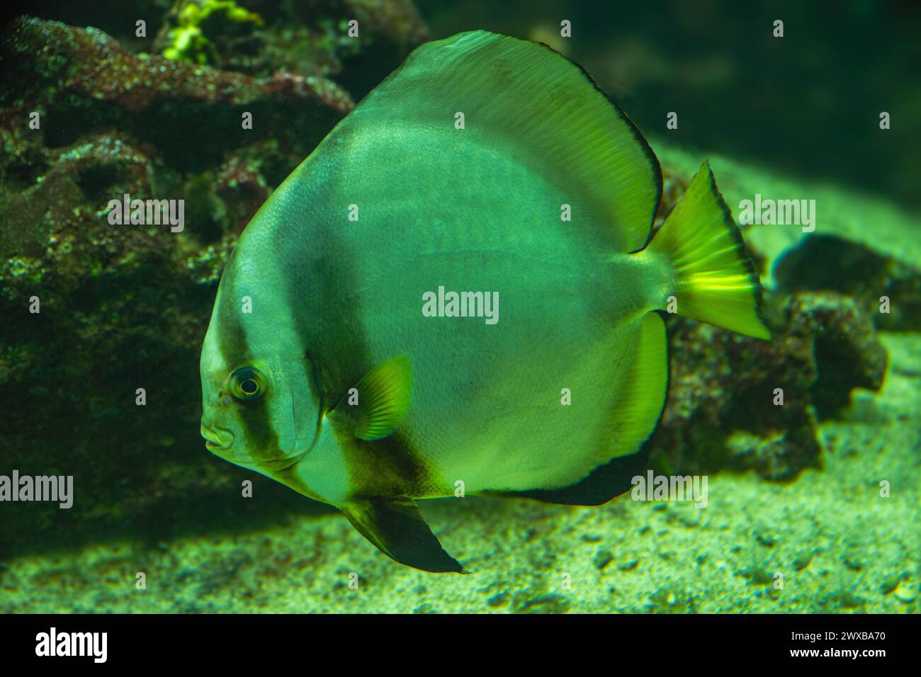Teira-Fledermausfische oder Langflossen-Fledermausfische (Platax teira) Stockfoto