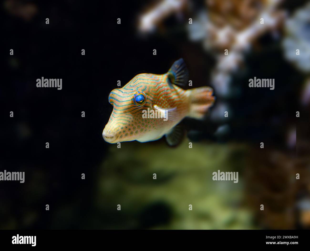 Valentinni´s Sharpnose Puffer (Canthigaster valentini, Sattel-Spitzkopfkugelfisch) Stockfoto