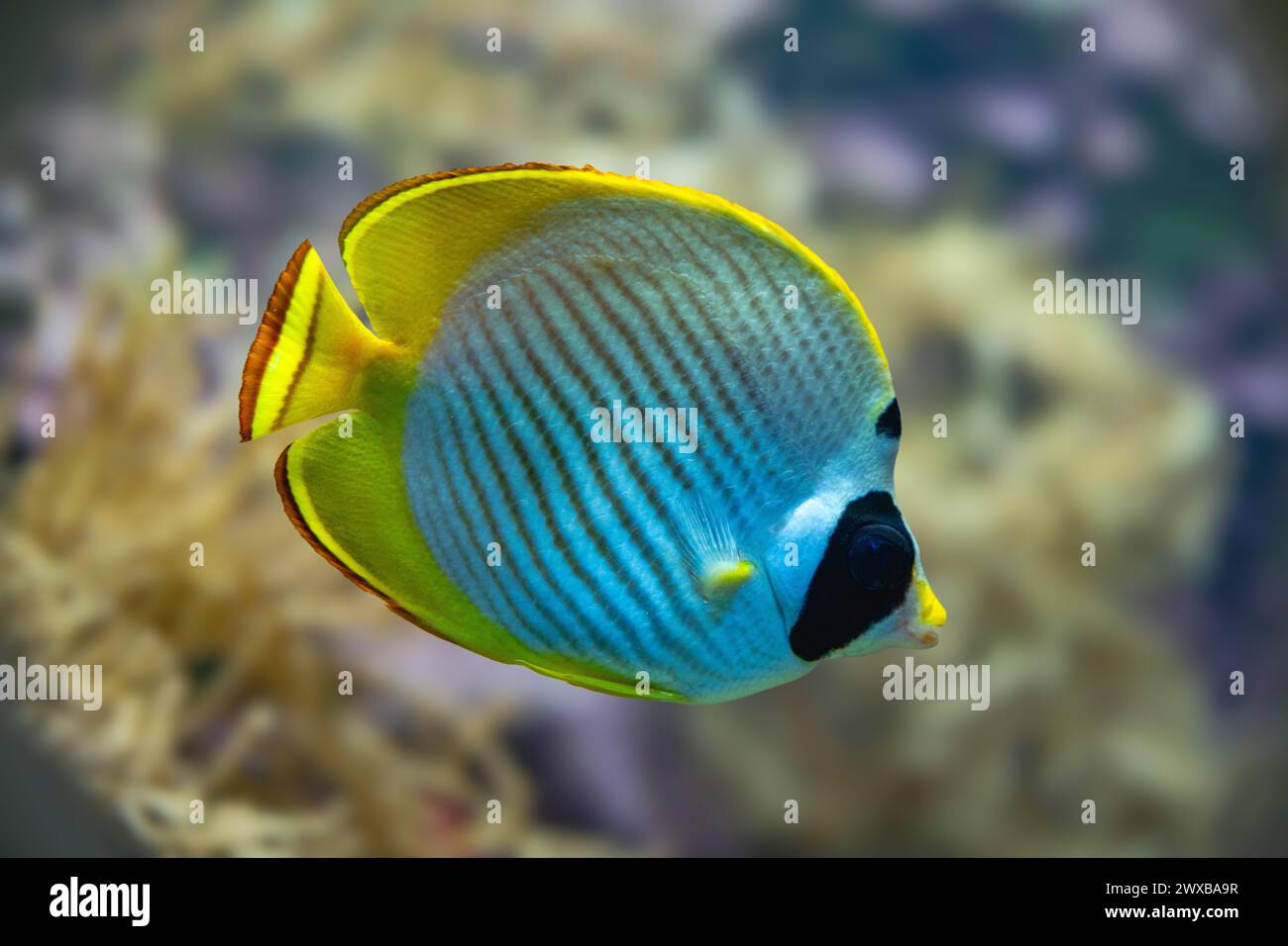 Philippine - oder Panda Butterflyfish (Chaetodontidae Adiergastos), Philippinen, Asien Stockfoto