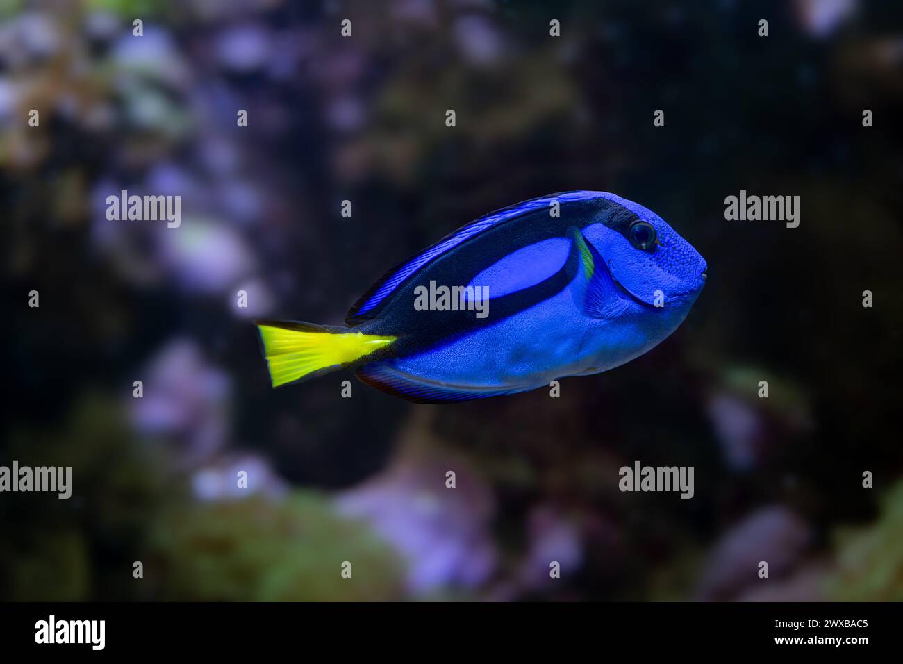 Blue Tang, blauen Hippo Tang oder unikales Doktorfisch (Paracanthurus Hepatus) Stockfoto