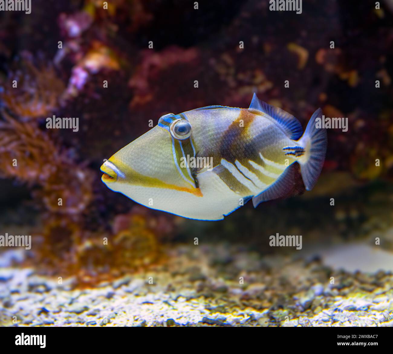 Picasso-Triggerfisch (Rhinecanthus assasi) Rotes Meer Stockfoto