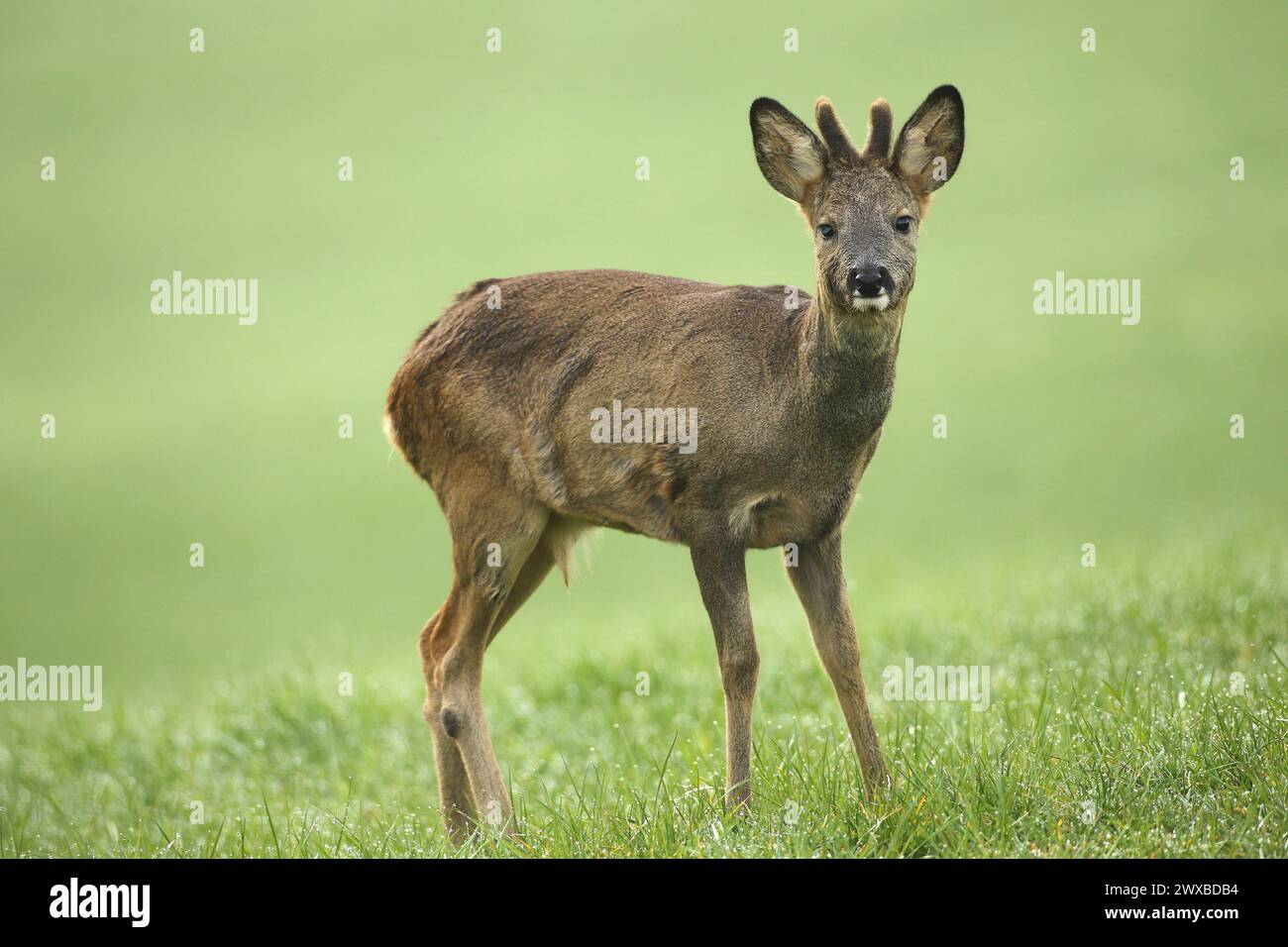 Reh (Capreolus capreolus) im Winterfell und kurze Basthörner mit Augenverletzung auf der Wiese, rechtes Auge bewölkt, Allgäu, Bayern Stockfoto