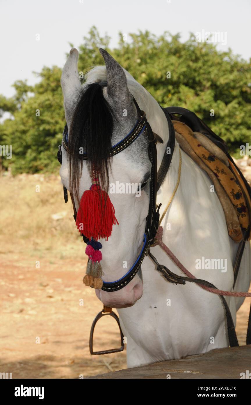 Hochzeitspferd, Ein weißes Pferd in traditionellem Schmuck, seitlich stehend, Rajasthan, Nordindien, Indien Stockfoto