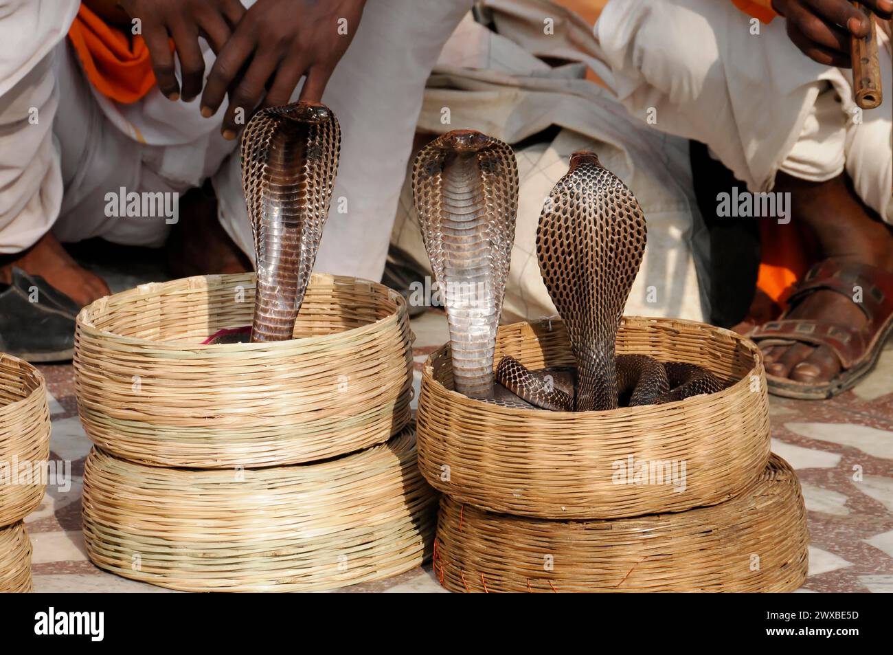 Schlangencharmer präsentiert Kobras in Körben bei einer Straßenshow in Jaipur, Rajasthan, Indien Stockfoto