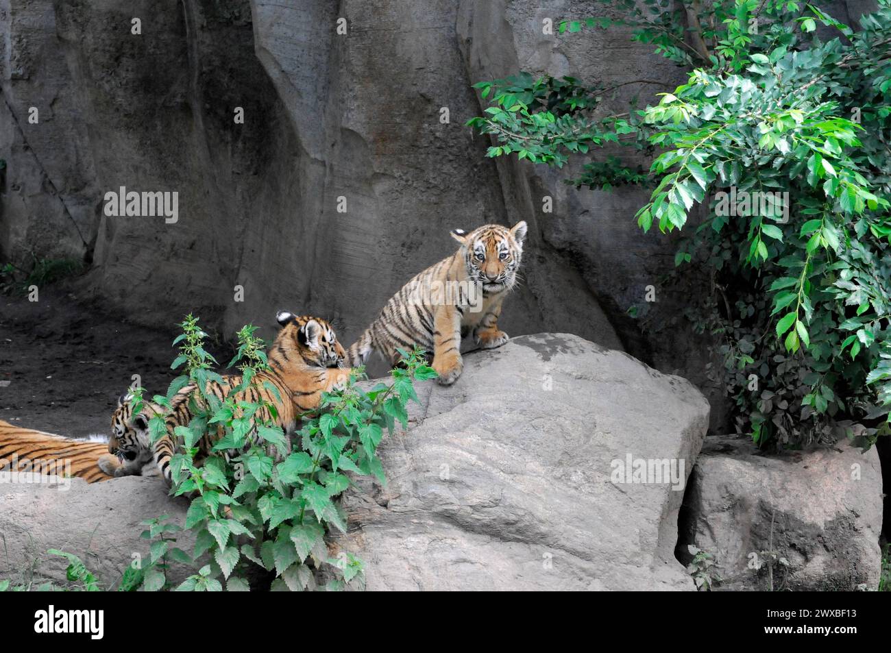 Sumatra-Tiger (Panthera tigris sumatrae), Weibchen mit Jungen, gefangen, zwei Tigerjungen auf einem Felsen und Blick in die Ferne, Leipzig, Deutschland Stockfoto