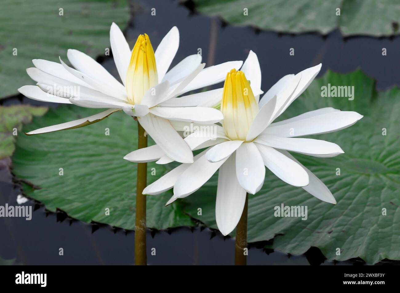 Zwei Weißwasserlilien (Nymphaea) stehen nebeneinander, gefangen, auf einem Teich, Stuttgart, Deutschland Stockfoto