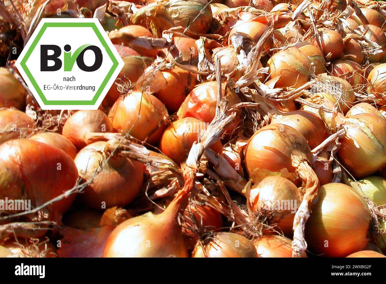 Zwiebeln mit Bio-Etikett, Lebensmittel, Zwiebeln, Zwiebelernte, Holland, Niederlande, BIO, Bio-Etikett Stockfoto