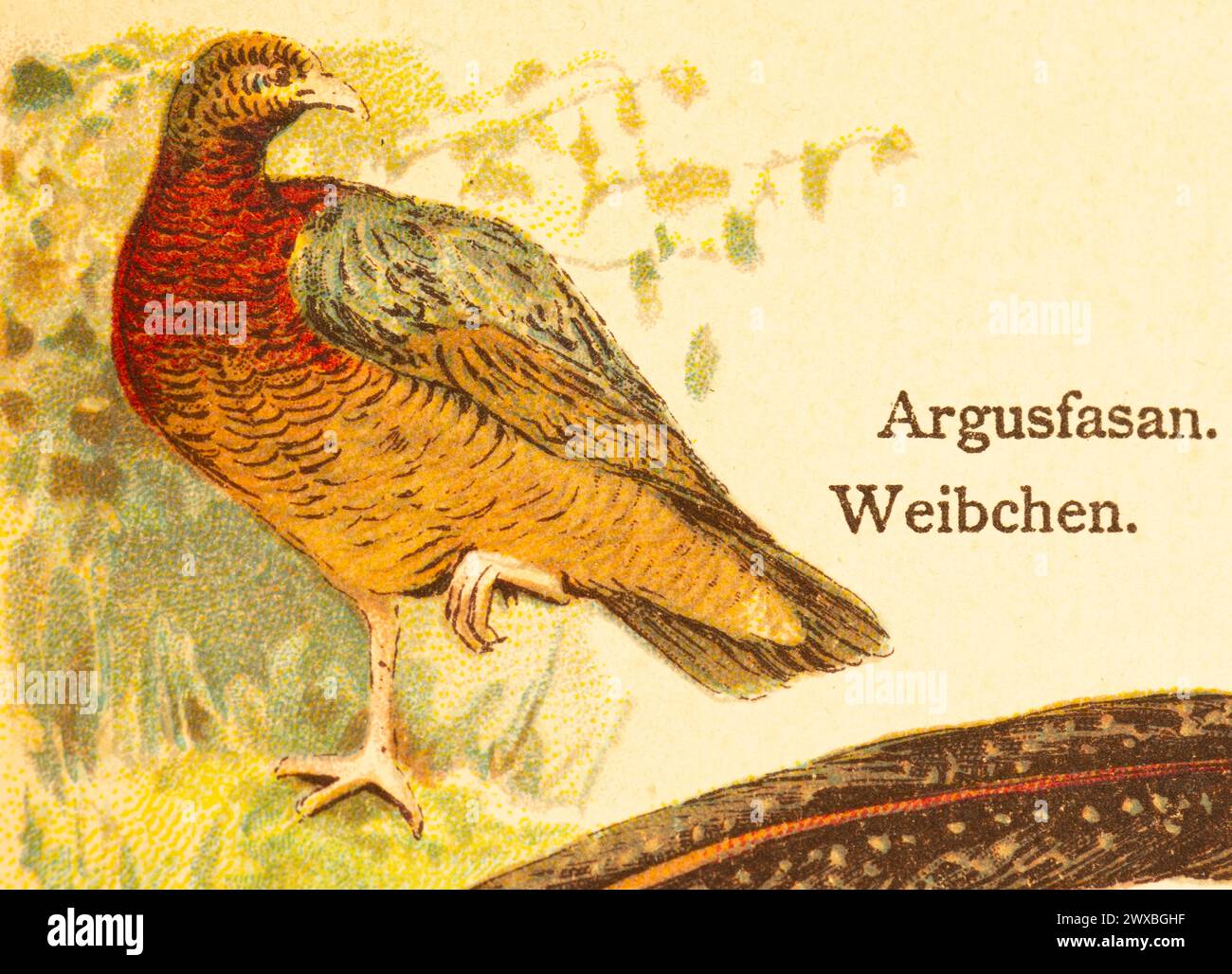 Großer argus (Argusianus argus) weiblich, Welt der Vögel, historische Illustration 1890 Stockfoto