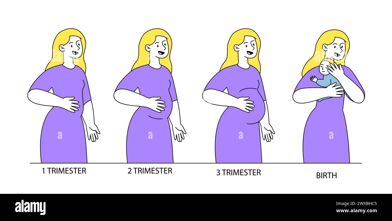 Stadien des Schwangerschaftsvektors linear Stock Vektor