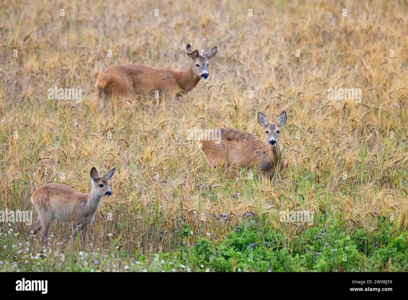 Reh (Capreolus capreolus), Rehkraut und Bock mit deformiertem Geweih während der Furche im Weizenfeld im Sommer Stockfoto
