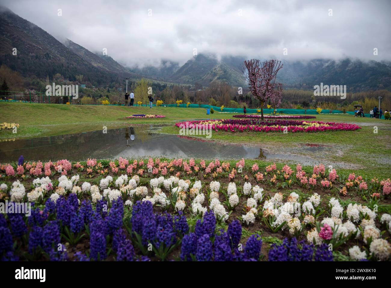 Srinagar, Jammu Und Kaschmir, Indien. März 2024. Die Blüten der Hyazinth blühen an einem regnerischen Frühlingsabend im berühmten Indira Gandhi Memorial Tulip Garden, Asiens größtem Tulpengarten in Srinagar. (Credit Image: © Idrees Abbas/SOPA Images via ZUMA Press Wire) NUR REDAKTIONELLE VERWENDUNG! Nicht für kommerzielle ZWECKE! Quelle: ZUMA Press, Inc./Alamy Live News Stockfoto