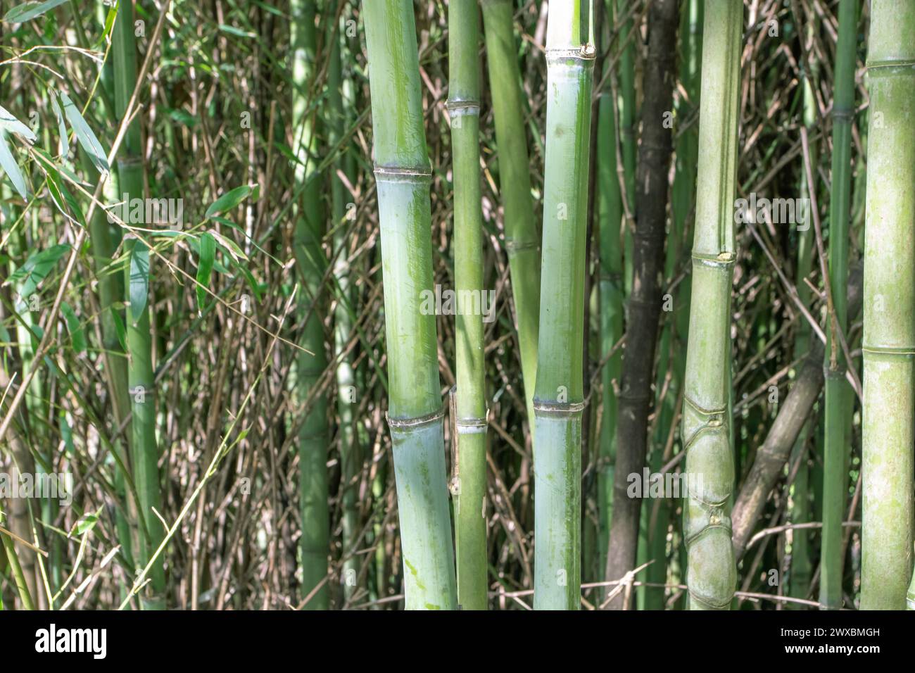 Bambusstämme und Blätter im Wald. Bambu Pflanzen Hintergrund. Stockfoto