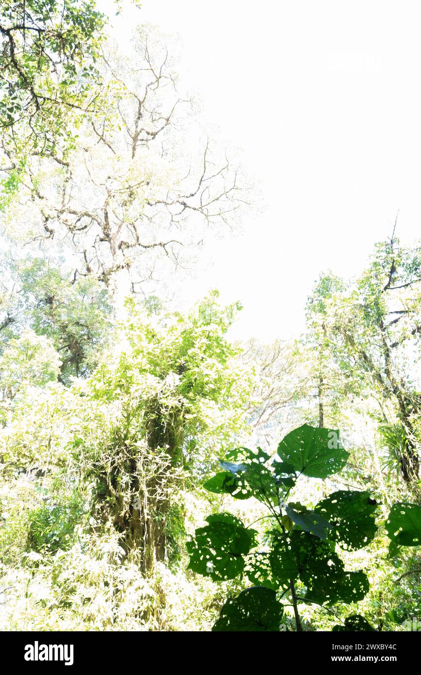 Abstrakt des abbröckelnden Regenwaldes Stockfoto