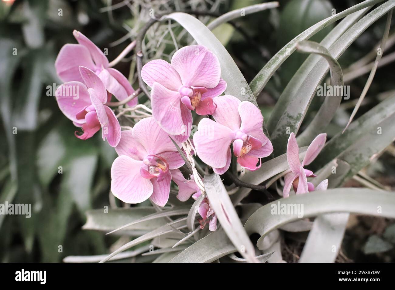 Ein Stiel rosa und weißer Orchideen in der Nähe von langen grünen Blättern in einer subtilen Umgebung, die die Schönheit der Orchideen unterstreicht. Stockfoto