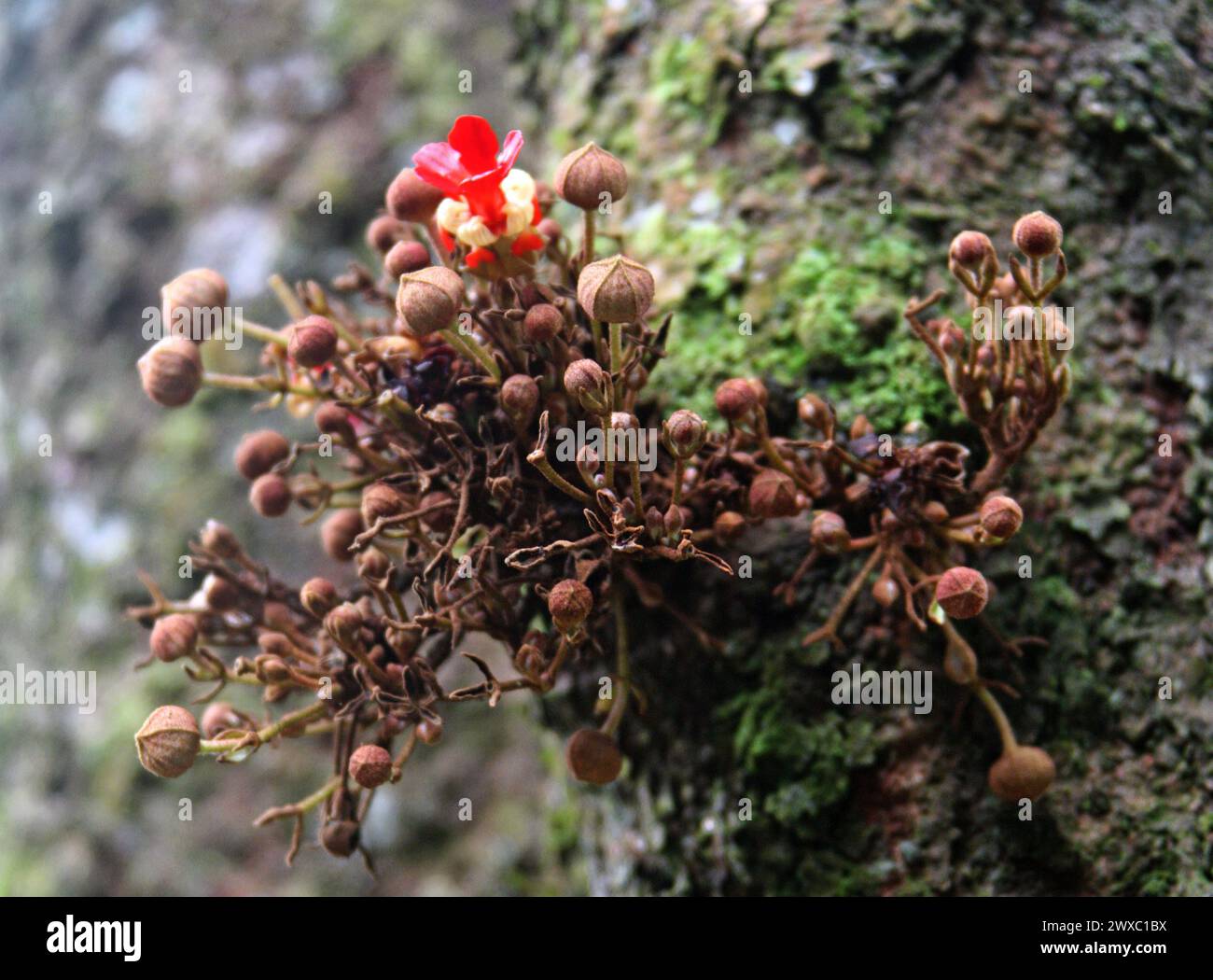 Theobroma simiarum,Theobromateae, Malvaceae. Costa Rica. Theobroma ist eine Gattung blühender Pflanzen aus der Malvenfamilie Malvaceae. Stockfoto