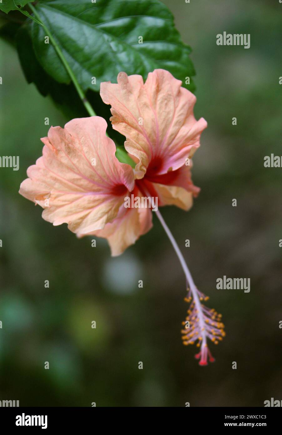 Blassorange Hibiskusblüte, Hibiscus rosa-sinensis (chinesische Rose), Hibisceae, Malvaceae. Costa Rica. Stockfoto