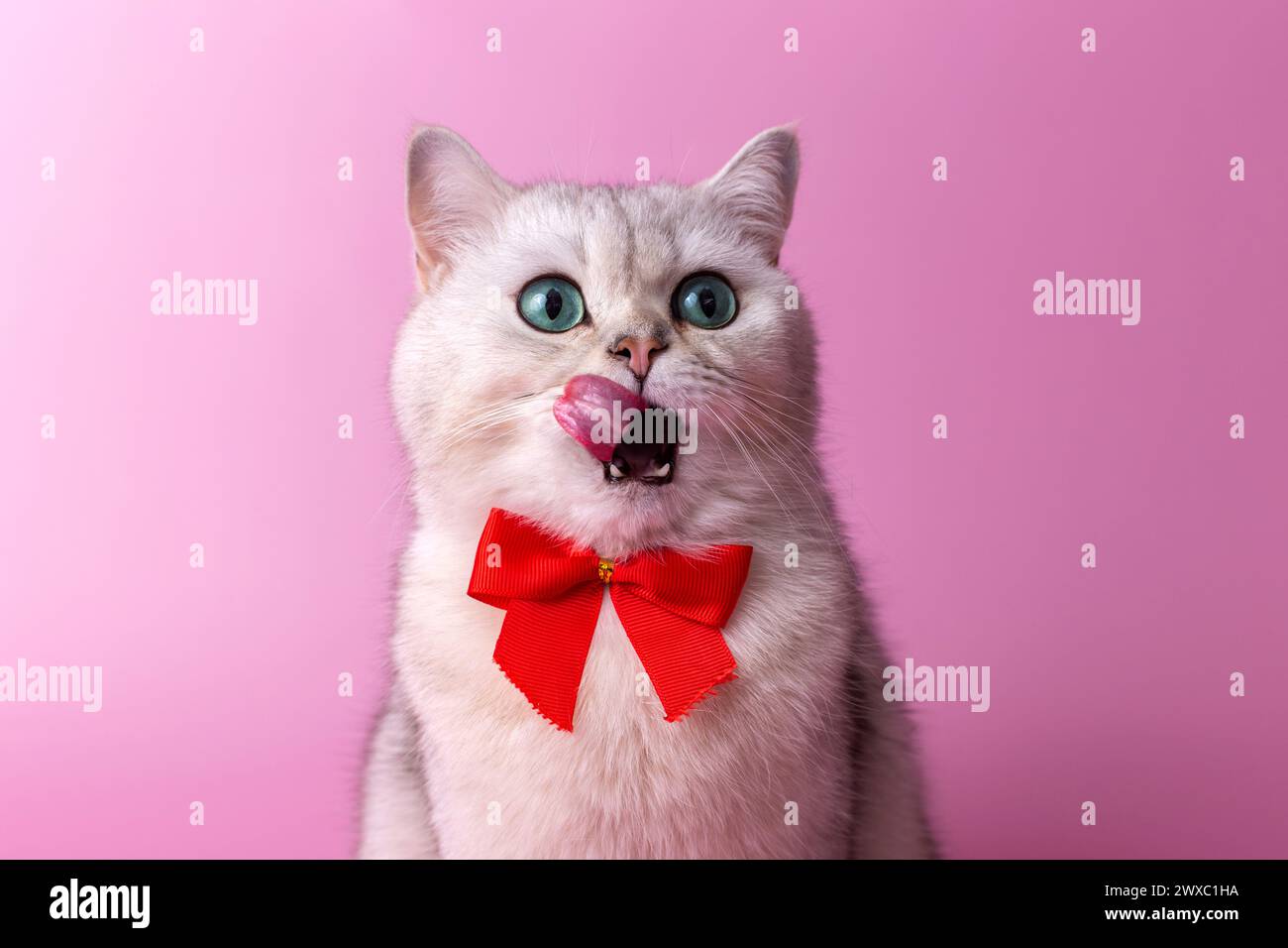 Porträt einer weißen britischen Katze, mit einer roten Schleife auf der Brust, sitzt und leckt ihren Mund mit ihrer Zunge Stockfoto